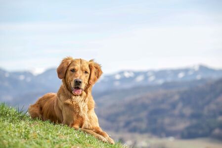 Hund auf Terrasse einer Ferienwohnung