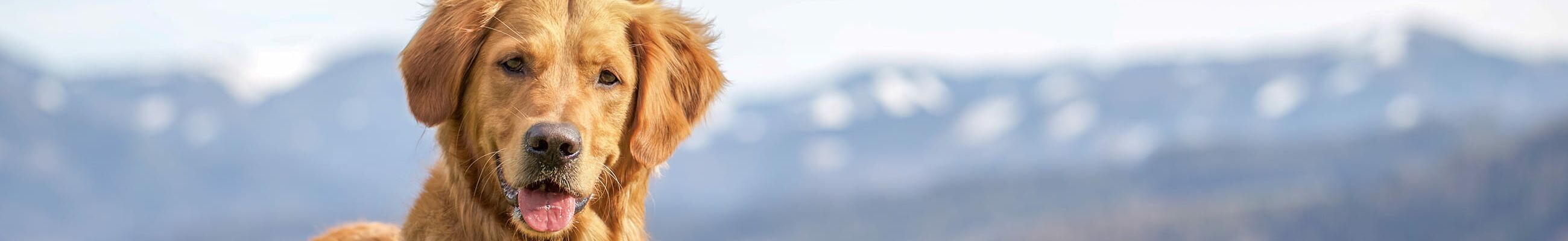 Urlaub mit Hund in den bayerischen Alpen